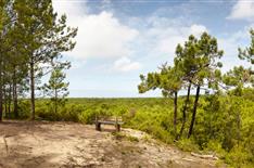 Camping Saint Jean de Monts en Vendée - bois - Camping Le Bois Joli