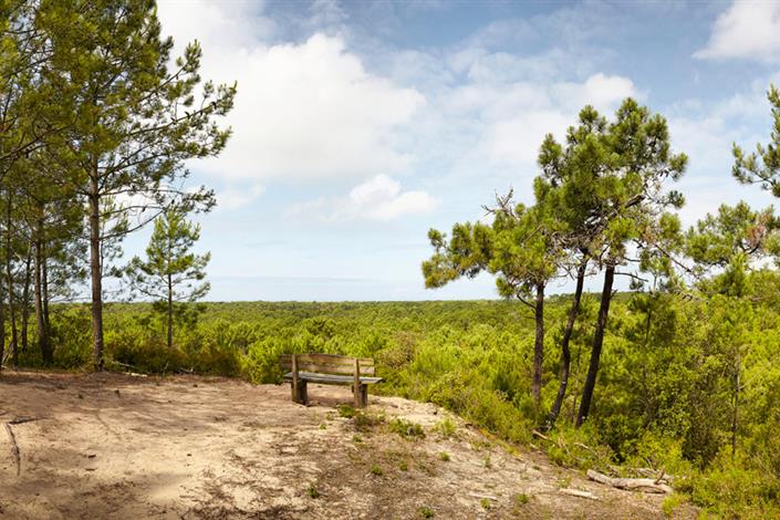 Camping Saint Jean de Monts en Vendée - bois - Camping Le Bois Joli