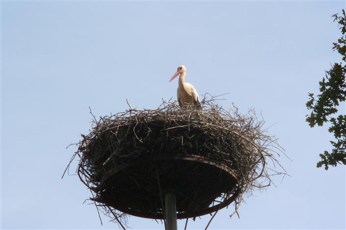 Camping Noirmoutier - cigognes dans leur nid  - Camping Le Bois Joli