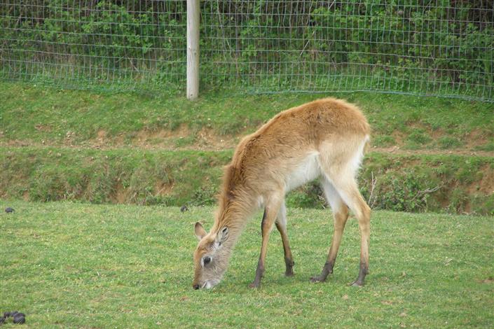 Planète Sauvage proche camping le bois joli - Camping Le Bois Joli