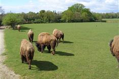 Camping Le Bois Joli