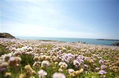 L'île d'Yeu proche camping le bois joli en vendée  - Camping Le Bois Joli