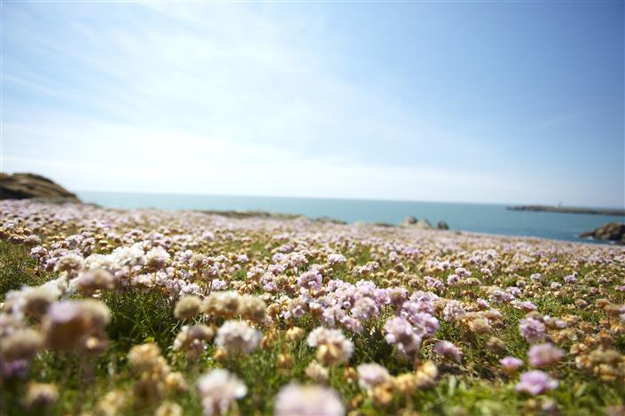 L'île d'Yeu proche camping le bois joli en vendée  - Camping Le Bois Joli