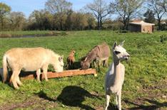 Nourrissage des animaux de la ferme - Camping Le Bois Joli
