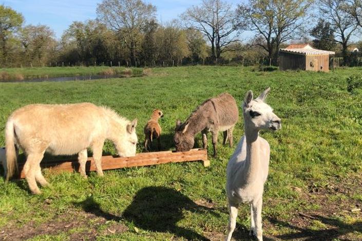 Nourrissage des animaux de la ferme - Camping Le Bois Joli